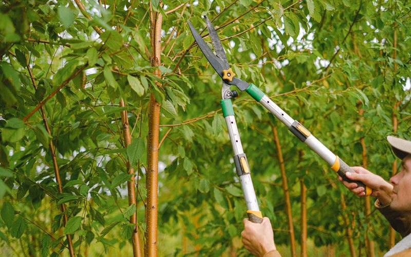Tree trimming in Aplington, IA
